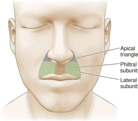 Upper Lip Anatomy Photo Upper Lip Anatomy Photo